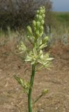 Ornithogalum pyrenaicum