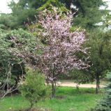 Prunus cerasifera разновидность pissardii. Цветущее растение. Крым, г. Ялта, в культуре. 9 апреля 2012 г.
