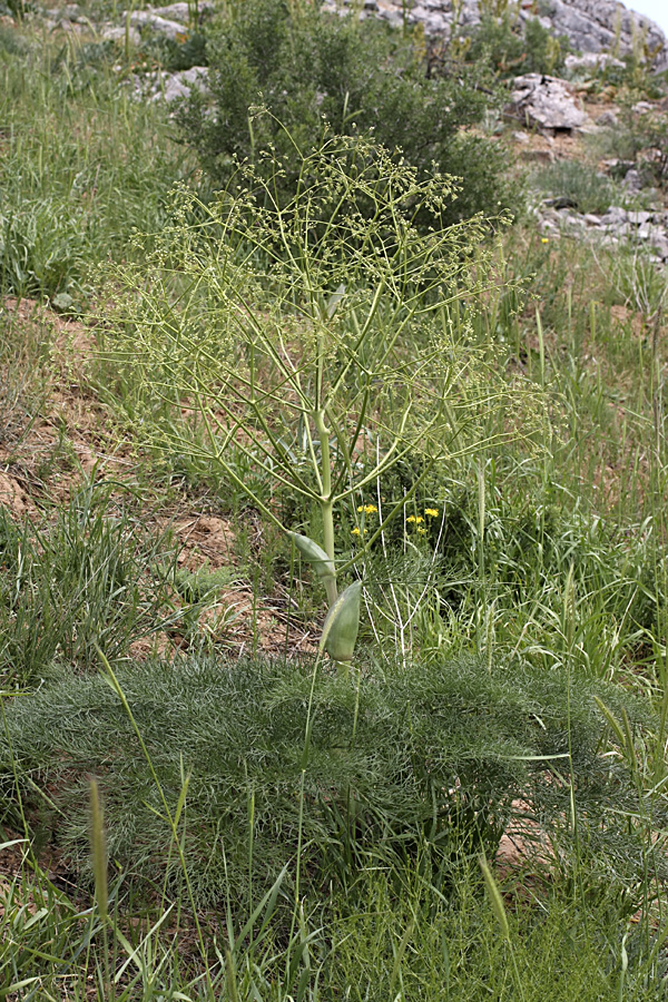 Изображение особи Ferula karatavica.