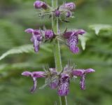 Stachys sylvatica