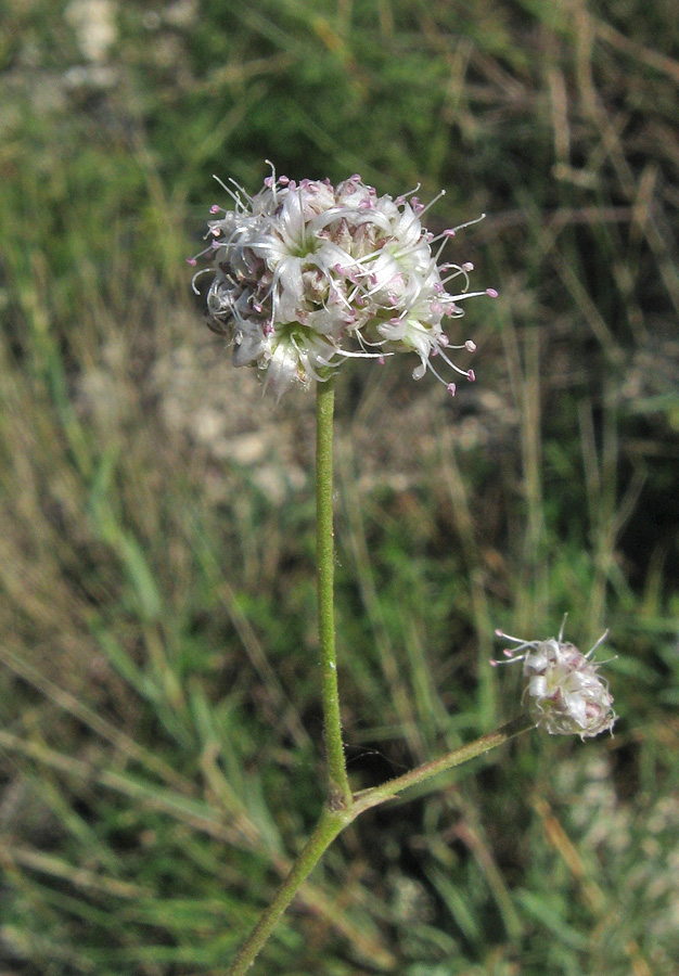 Изображение особи Gypsophila pallasii.