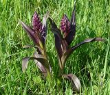 Dactylorhiza incarnata. Зацветающее растение. Иркутская обл., Иркутский р-н, левый берег р. Иркут, влажный луг. 11.06.2009.