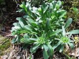 Aster alpinus