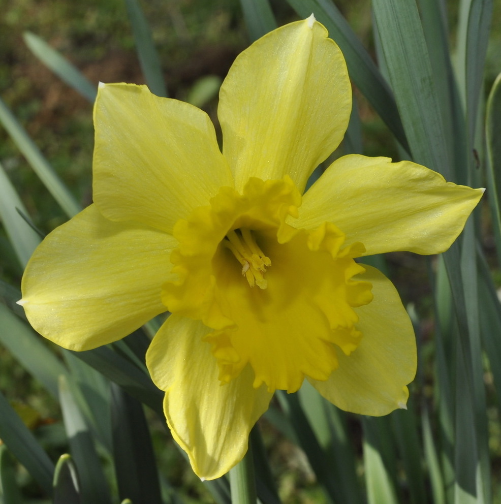 Изображение особи Narcissus pseudonarcissus.