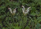 Pedicularis capitata