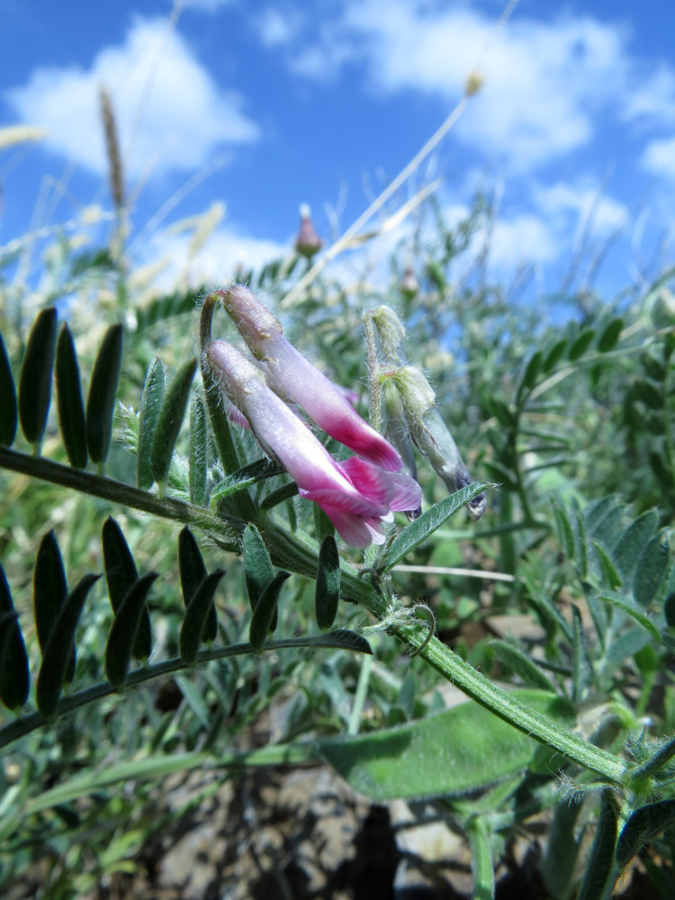 Изображение особи Vicia benghalensis.