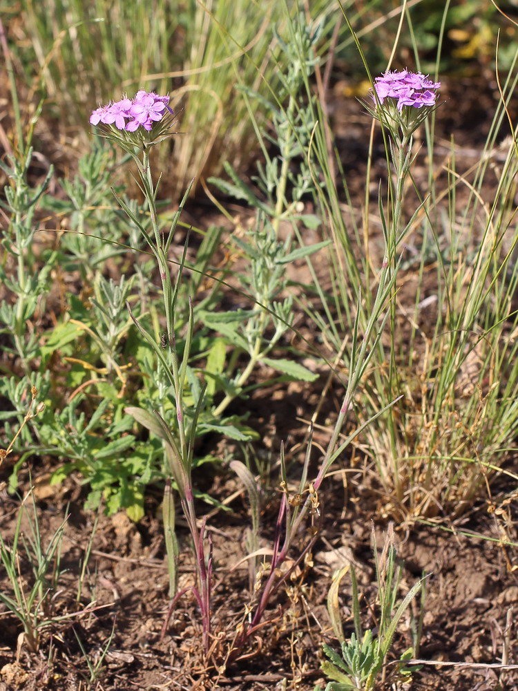 Гвоздика ложноармериевидная (Dianthus pseudarmeria)