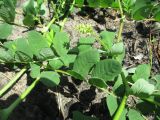 Astragalus glycyphyllos