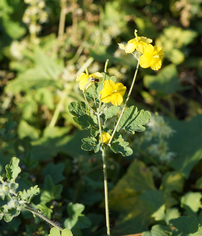 Изображение особи Chelidonium asiaticum.