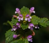 Galeopsis bifida