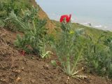 Glaucium corniculatum