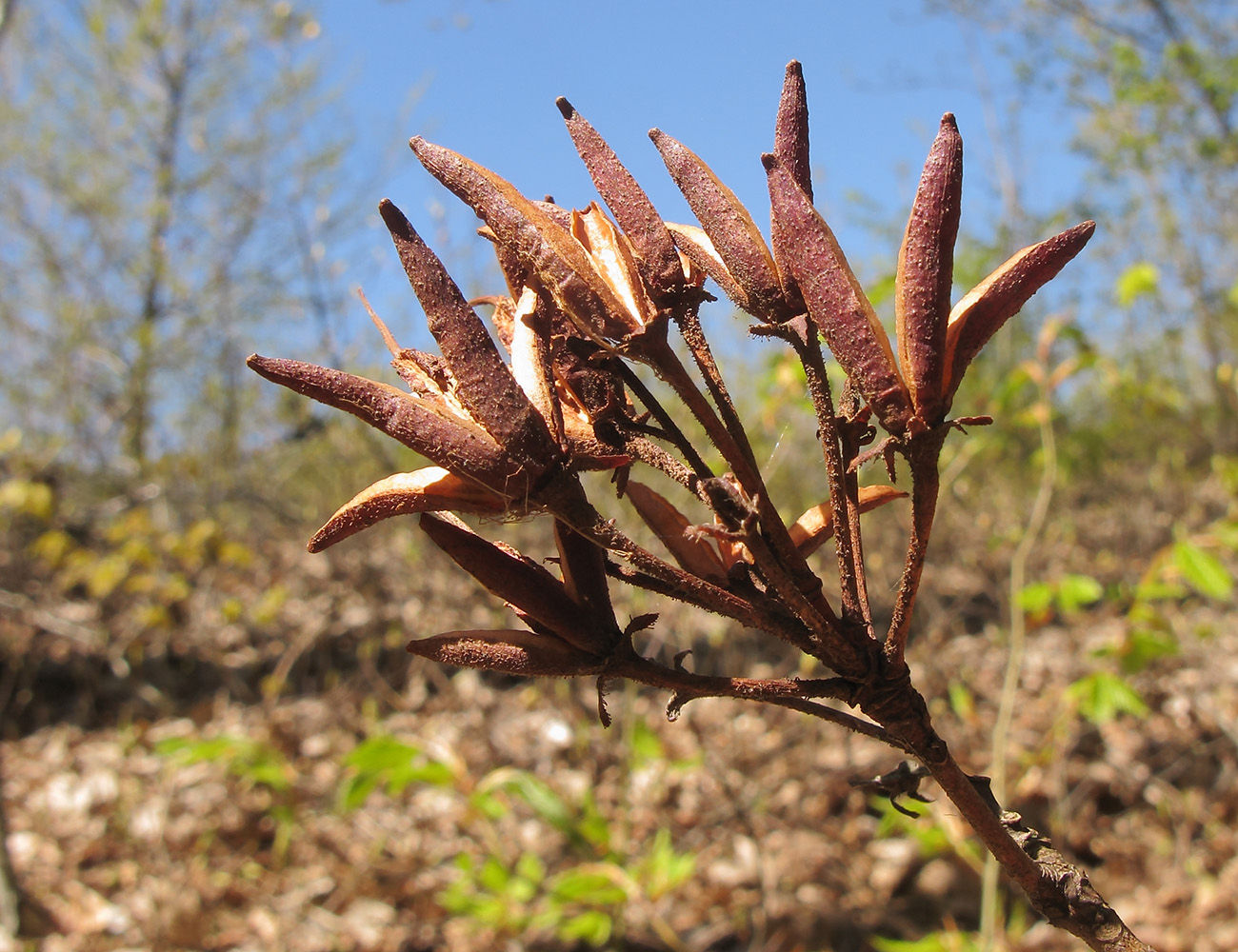 Изображение особи Rhododendron luteum.