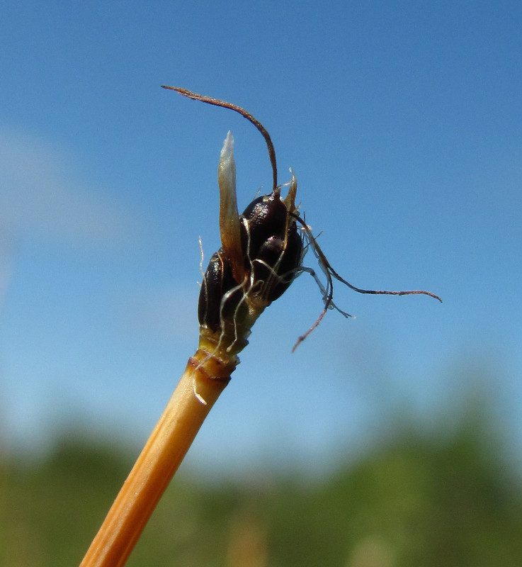 Изображение особи Trichophorum cespitosum.