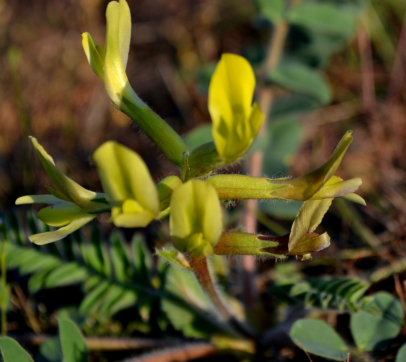 Изображение особи Astragalus longipetalus.