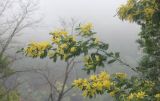 Acacia dealbata. Ветвь с соцветиями. Абхазия, г. Сухум, гора Трапеция, территория Обезьяньего питомника, самосев. 6 марта 2016 г.