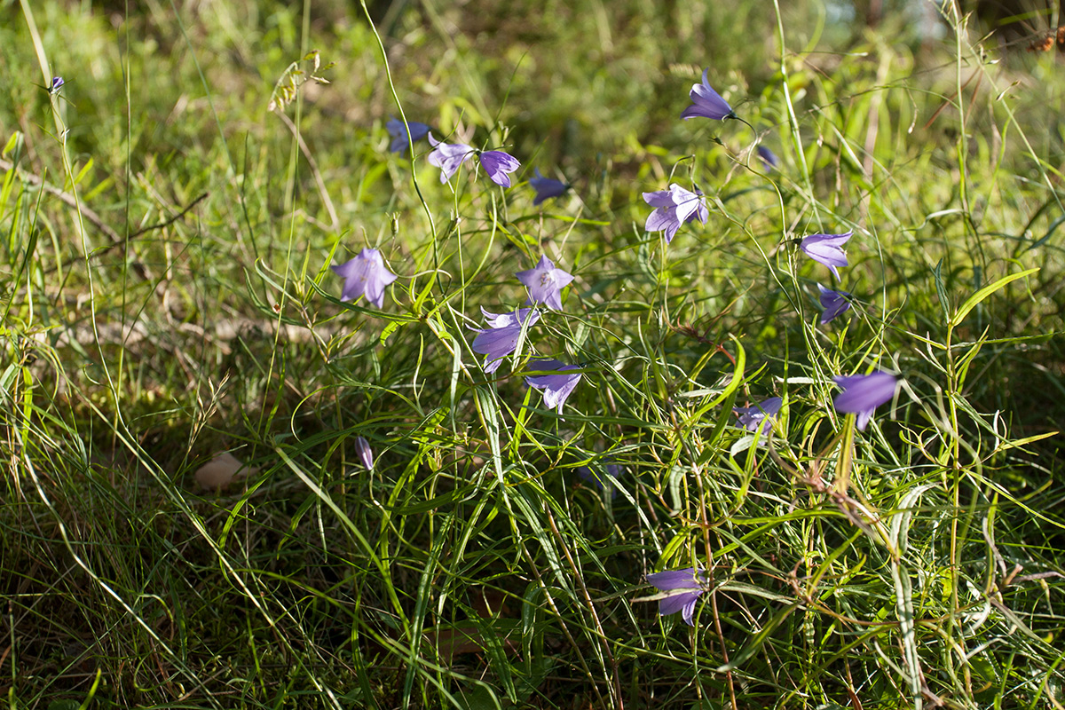 Изображение особи Campanula rotundifolia.