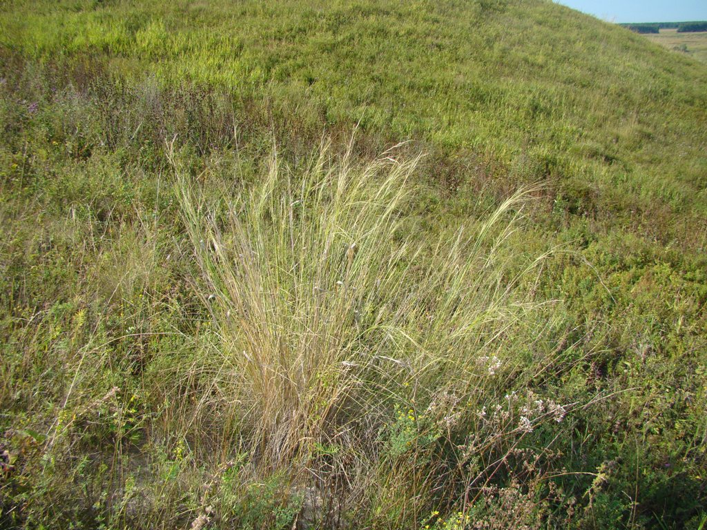 Изображение особи Stipa capillata.