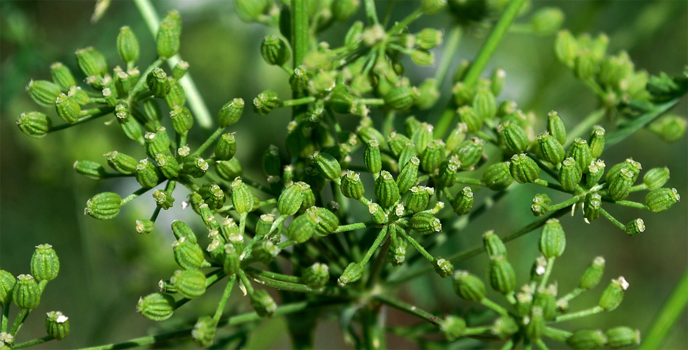 Изображение особи Conium maculatum.