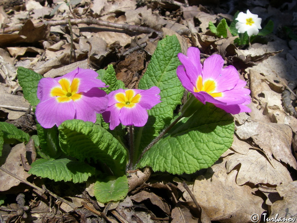 Изображение особи Primula vulgaris.