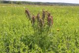 Pedicularis dasystachys