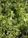 Anemone ranunculoides