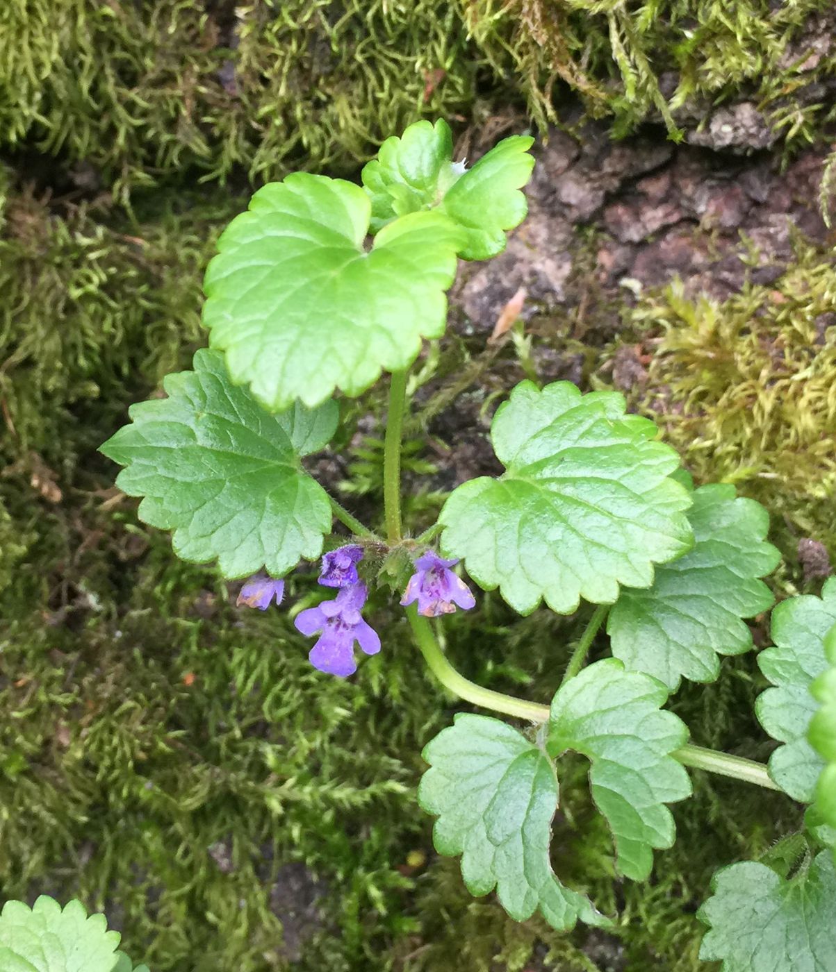 Изображение особи Glechoma hederacea.