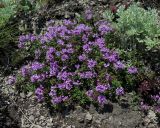 Thymus japonicus. Цветущее растение (Thymus inaequalis Klokov). Приморский край, Ольгинский р-н, окр. с. Пермское, долина р. Аввакумовка на левом берегу, скала Чёртов Утёс, на скалах. 04.07.2017.