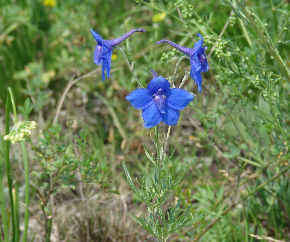 Изображение особи Delphinium grandiflorum.