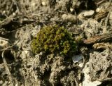 Weissia longifolia. Дерновинка вегетирующих растений. Украина, г. Луганск, балка Калмыцкий яр, склон юго-вост. эксп., петрофитная степь, на грунте. 13.04.2018.