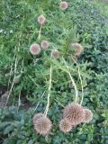 Echinops sphaerocephalus