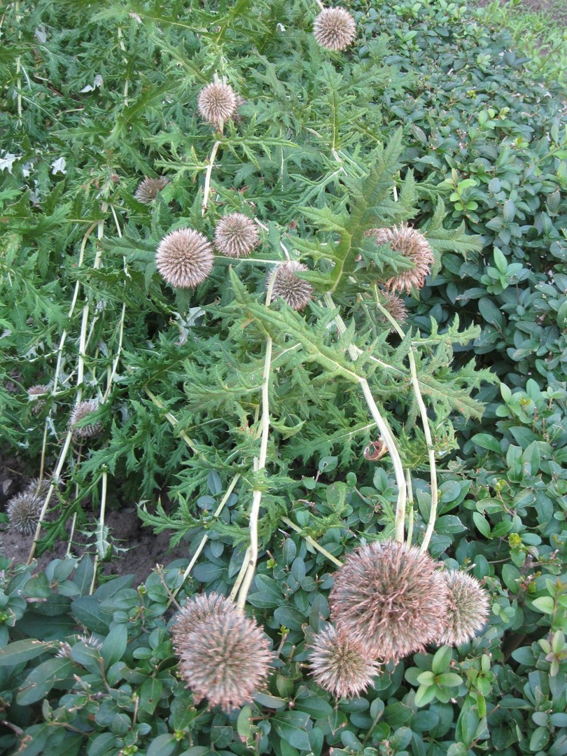 Изображение особи Echinops sphaerocephalus.