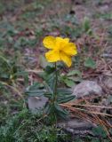 Helianthemum ovatum