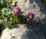 genus Thymus. Верхушка побега с соцветиями. Карачаево-Черкесия, Малокарачаевский р-н, Хасаутский заказник, плато Бермамыт, луг. 13.09.2018.