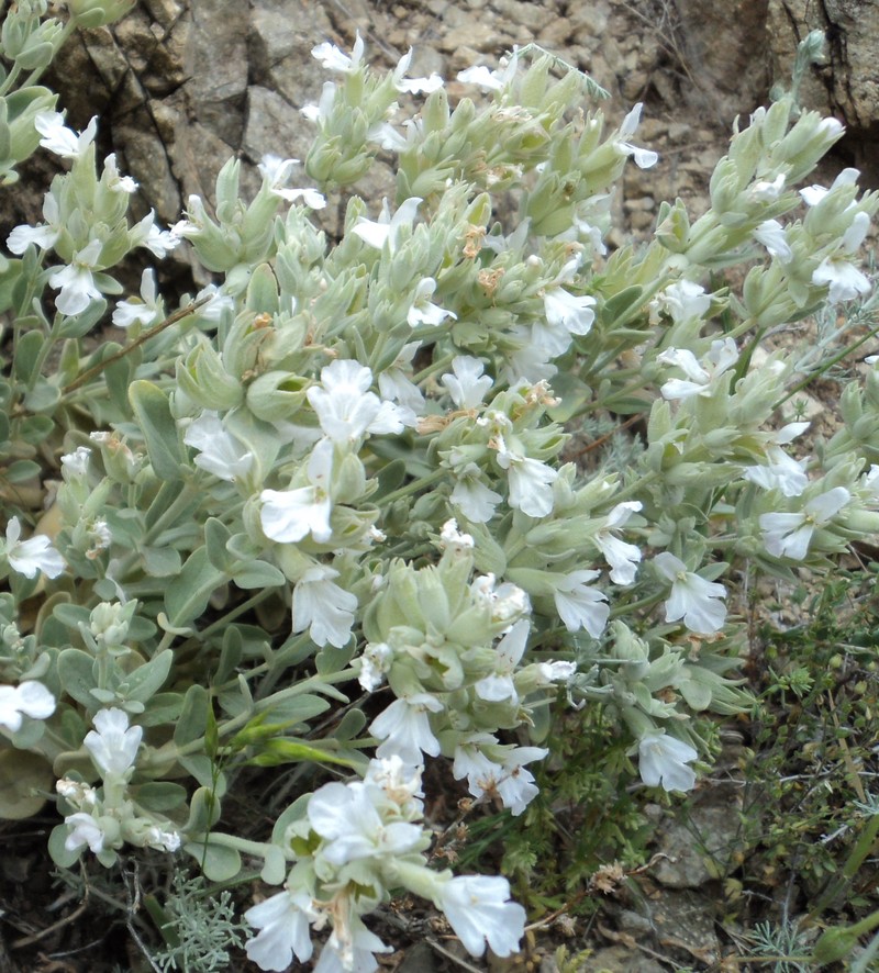 Изображение особи Stachys inflata.