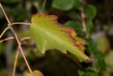 Dombeya kirkii