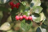 Crataegus flava. Часть ветви с соплодиями. Узбекистан, г. Ташкент, Ботанический сад им. Ф.Н. Русанова. 03.10.2019.