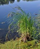 Carex acuta