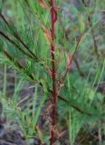 Epilobium lamyi