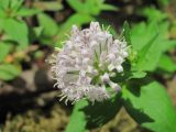 Asperula caucasica. Соцветие. Краснодарский край, Абинский р-н, окр. пос. Новый, берег р. Хабль. 19.04.2020.