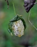 Echinocystis lobata. Раскрывшийся плод. Московская обл., гор. округ Солнечногорск, долина р. Горетовка, прибрежный ивняк. 25.10.2020.