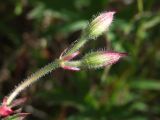 Geranium wlassovianum. Верхушка побега с бутонами. Магаданская обл., Ольский р-н, Клепкинская трасса, бассейн р. Танон, Танонская тундра, небольшое возвышение. 21.08.2021.