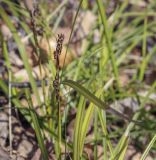 Carex digitata