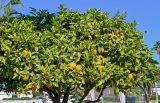 Citrus sinensis. Крона дерева с созревающими плодами. Марокко, обл. Касабланка - Сеттат, г. Касабланка, в культуре. 30.12.2022.