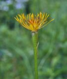 Trollius chinensis