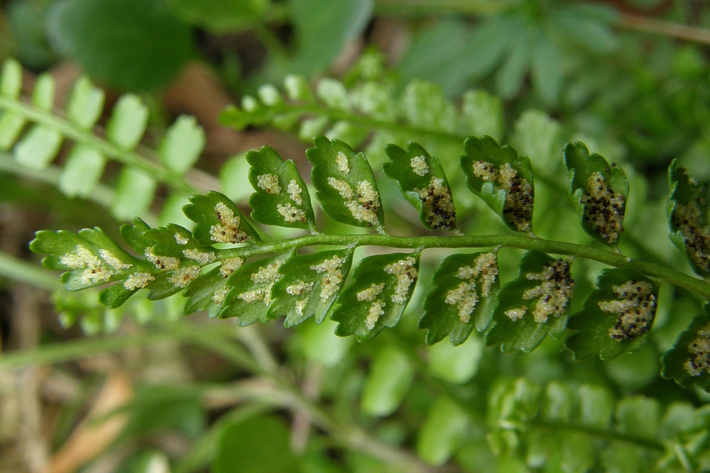 Изображение особи Asplenium viride.