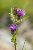 Cirsium simplex. Верхушка растения с соцветиями. Карачаево-Черкесия, Урупский р-н, Кавказский биосферный заповедник, Имеретинские озёра, окр. оз. Безмолвия, ≈ 2700 м н.у.м., каменистый склон. 17.09.2023.