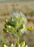 Astragalus vulpinus