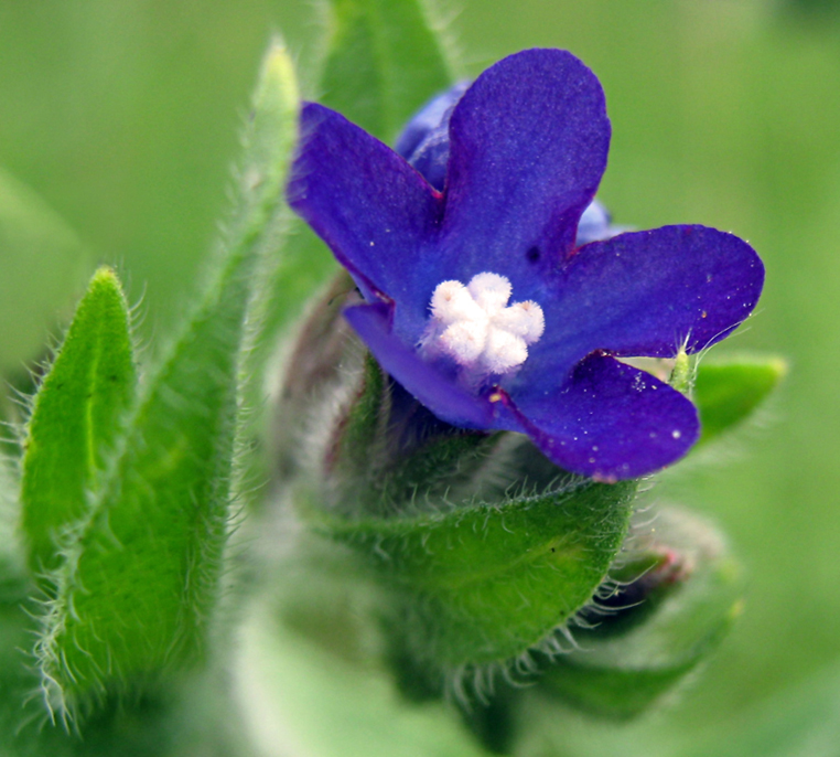 Изображение особи Anchusa officinalis.