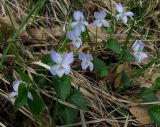 Viola sieheana. Цветущие растения. Крым, окр. Ялты, ущелье Уч-Кош, сосновый лес. 22 апреля 2012 г.