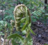 Dryopteris filix-mas. Верхушка молодой вайи. Харьковская обл., Волчанский р-н, Новодоновский заказник. 30.04.2012.